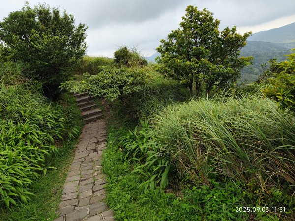 【臺北大縱走 2、3、4】冷水坑→七星山主東峰步道→冷擎步道→小油坑→鵝尾山→內湖許願步道2878894