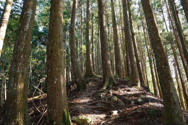 新竹 五峰 油羅山2654146