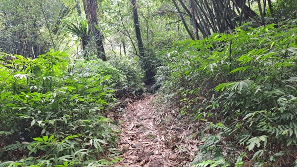 20240305坪頂古圳-登峰圳-內雙溪古道-瑪礁古道-大崎頭步道O繞2447219