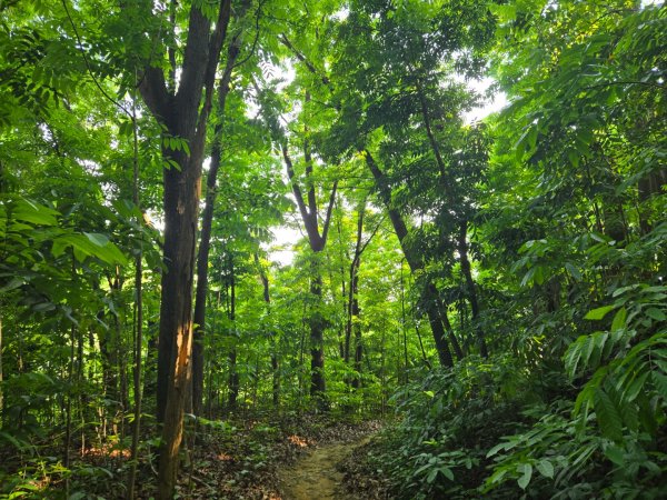 2025-04-21 茶頂山桃花心木步道2767823