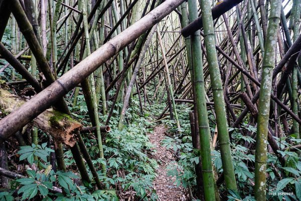 【嘉義】摩天嶺東峰、摩天嶺、光崙山