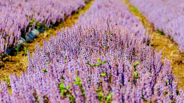 富岡仙草花2942403