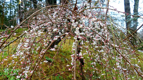 《青玉案・福壽山櫻》2712367