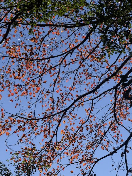 1141215大塔山步道2996117