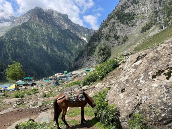 喀什米爾/馬牛羊駱駝動物寫真2565792