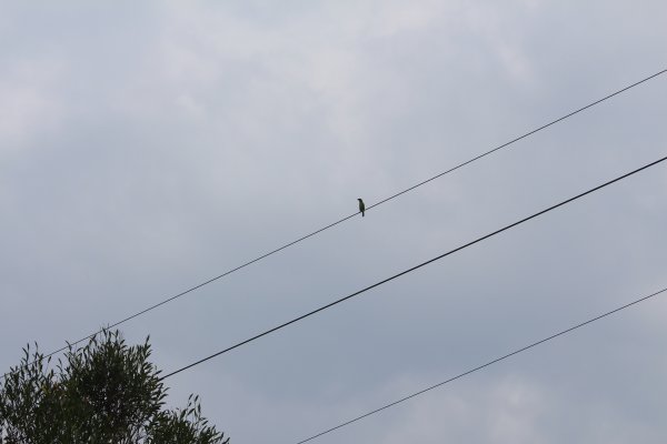 20210417雲林後棟仔山大尖二尖山1358940