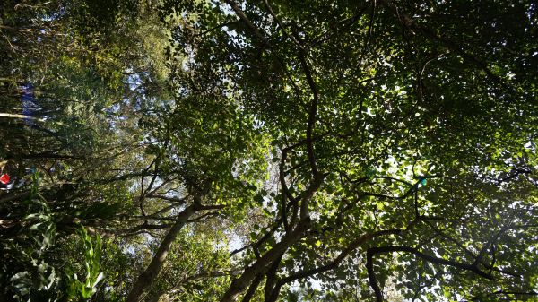 大棟山之縱302464