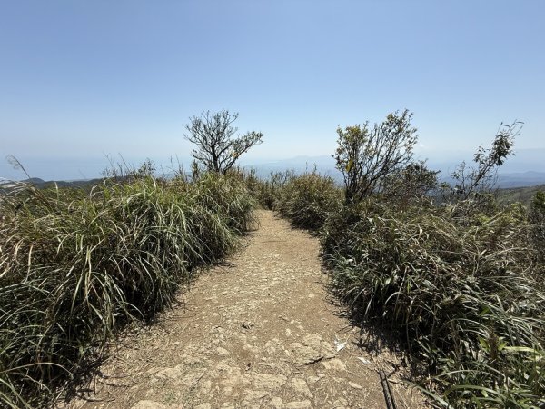 2025/03/21 聖母山莊 抹茶山 三角崙山2935130