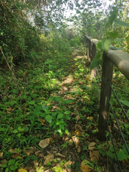 香路古道(巡護中路徑不明顯)暫時不要去2529799