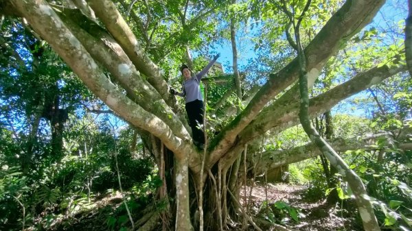 🌈2/15（六）白雲山+西阿里關山小百岳🌈FB：熊熊趴爬走 歡迎加入2714915