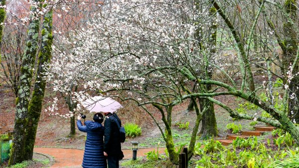 《青玉案・福壽山櫻》2712369