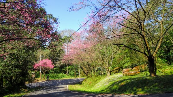 春天的顏色1279661