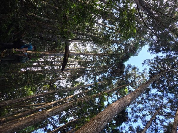 【中級山】麥巴來山，夢幻杉木林3089255