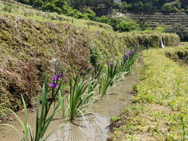 石門區嵩山百年水梯田鳶尾花祭+阡陌步道2763531