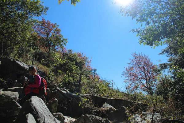 108.12.14台中稍來山（紅榨槭，夕776891