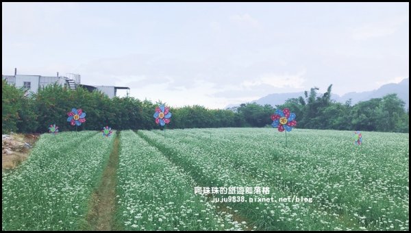 大溪中新里韭菜花季673391