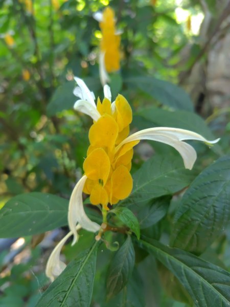 達娜伊谷-里美避難步道-巨石板步道-約富霓2788591