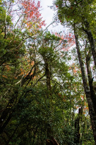 稍來山楓葉林2960888