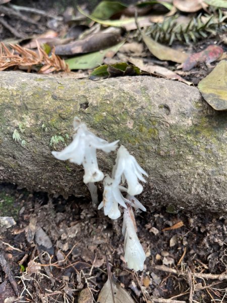 1140319仙山-仙山南峰2738265