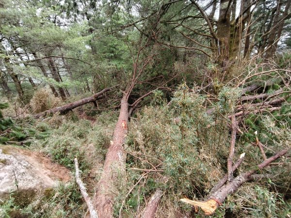 [玉山尋寶任務-08/12] 2025_0824 鹿林山步道_鹿林前山2870916