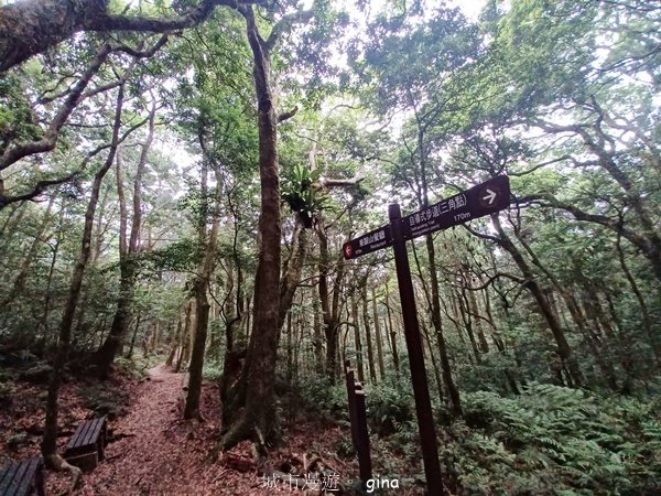 【桃園復興】台灣百大必訪步道。 東眼山森林遊樂區-東眼山自導式步道2835941