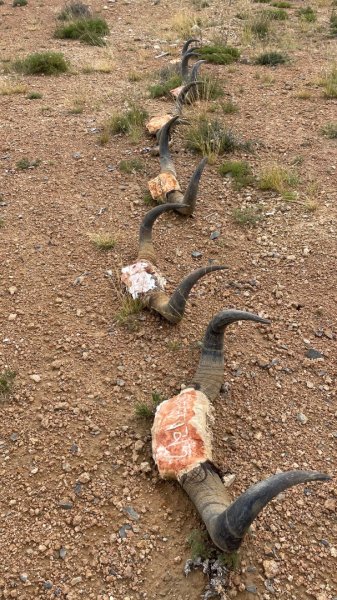 川藏318熱門的卡點-尼瑪-當惹擁措-大地之樹-雅丹地貌聖象天門2905911