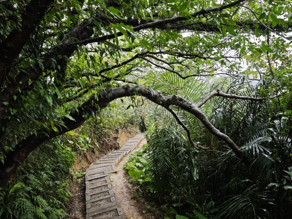 2026_0131 獅球嶺北峰2997797