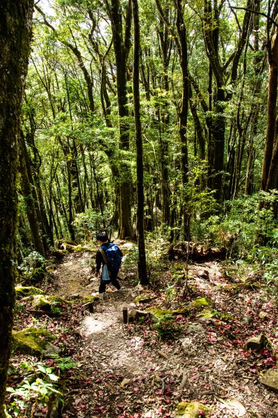 稍來山楓葉林2960871