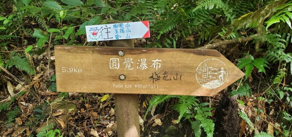 2024-10-19臺北大縱走第四段：風櫃口至大湖公園2631122