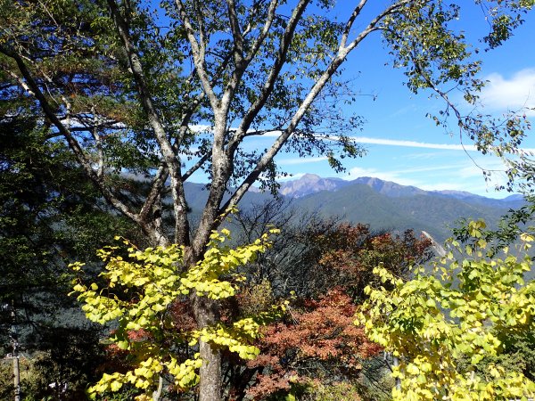 福壽山農場楓紅了1174106