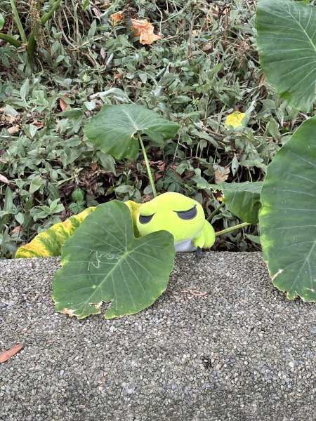 2025-09-06 牛港稜山步道2883867