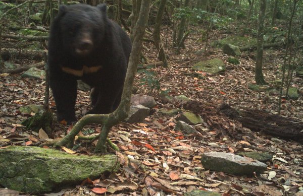 【保育】有熊通報拿獎勵金！東勢林區管理處啟動黑熊生態服務給付
