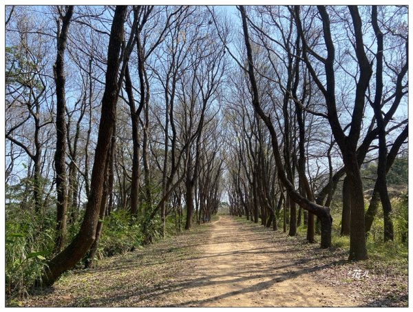 老崎古道、老崎坪頂山 (頭份)2737167