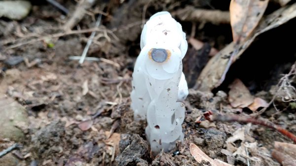 水晶蘭 -五寮尖2102833