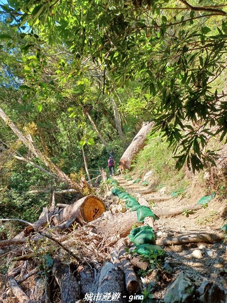 【台中和平】2022「谷關七雄，慢旅台中」登山活動認證。 沒有危崖攀爬就是一路陡。 谷關七雄~八仙山1827510