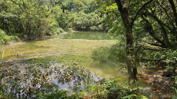 20250625遠望坑口-遠望坑崙-176峰-陸軍路礦864-遠望坑山O型2826173