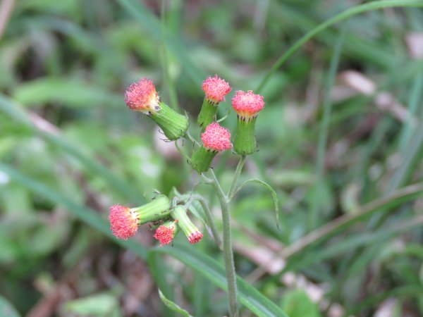 大屯主南峰賞花慢遊544739