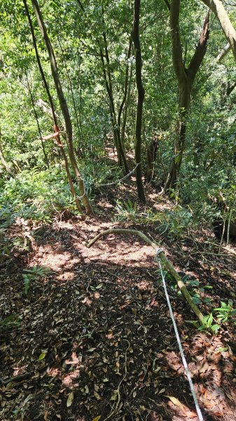 20250917七星山北北峰上北峰-主峰-南峰-摘星峰+紗帽山南峰2889396