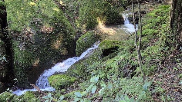 東北季風起遊走雲瀑和山毛櫸間的啦卡山與北插天山登山行2951083