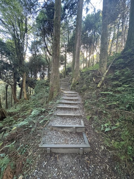 20251225塔山步道(大塔山)2970313