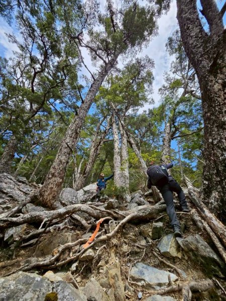 20260320四個毆鷄桑🦸‍♀️南橫溪頭山O繞關山嶺山3022709