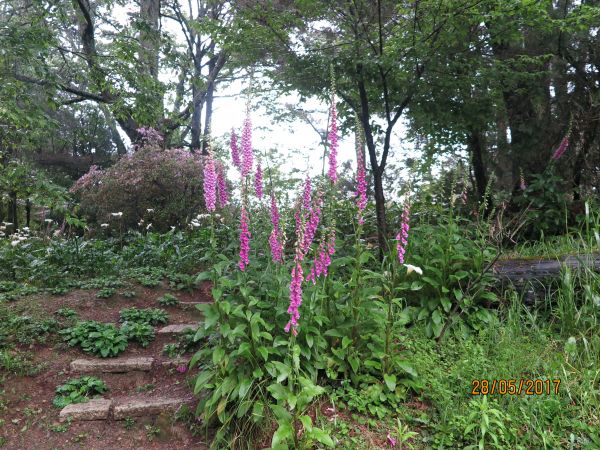 南山村及福壽山魯冰花海135349