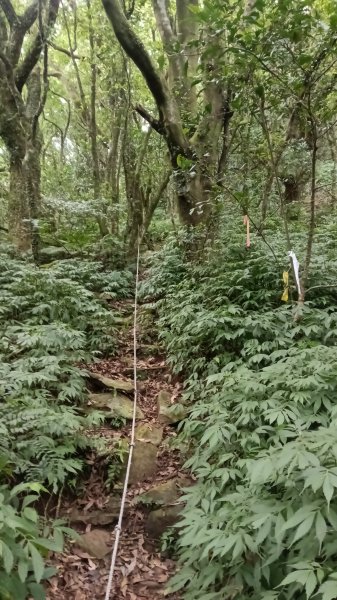 三芝區竿尾崙古道-竿尾崙-清涼崙-大屯溪古道O型3095666