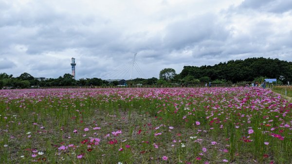 關渡花海,大龍峒孔廟,保安宮,迪化街2345358