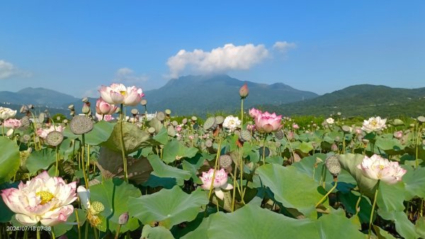 雲山水花鳥蝶 - 天龍國阿伯的日常7/18 & 21、22、292554019