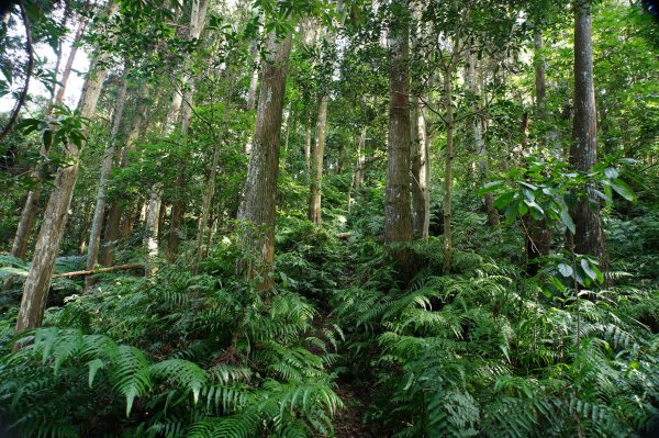 新竹 尖石 蓮包山、外鳥嘴山2914320