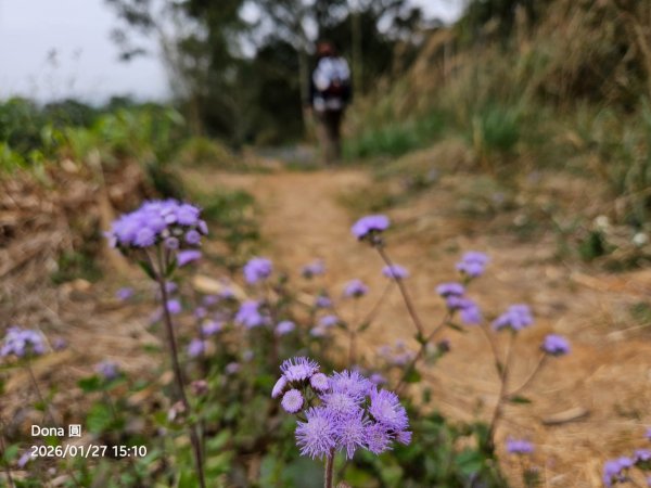 20260127三通嶺山.三義山(大桁茂山).慈濟山.大坪山大O走2990004