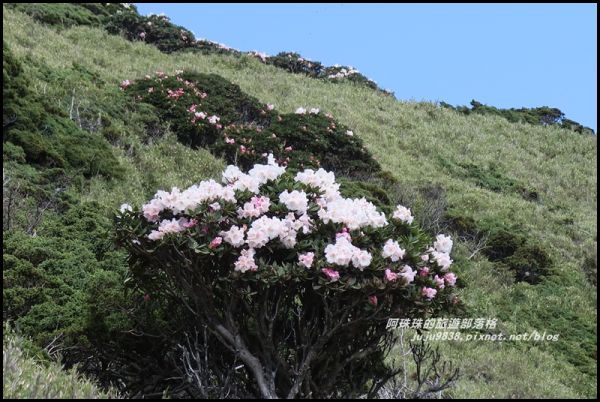 合歡東峰賞玉山杜鵑341016