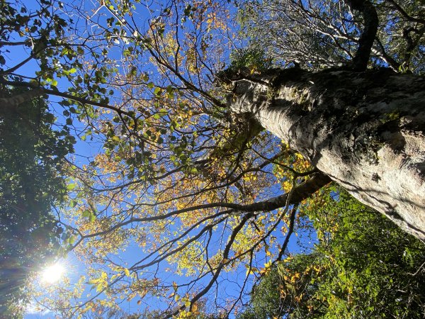 114.11.16 北得拉曼追黃金山毛櫸2937917