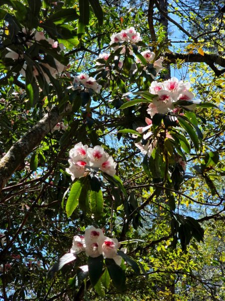 卓社大山〔武界栗栖溪登山口起登〕2748501